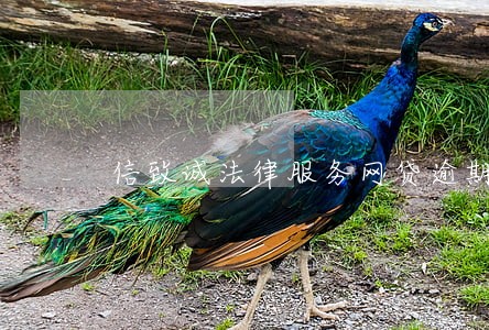 信致诚法律服务网贷逾期短信 信致诚法律服务网贷逾期短信