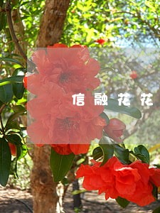 信融花花逾期几天 信融花花逾期几天