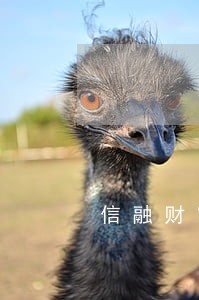 信融财富投资逾期怎么办 信融财富投资逾期怎么办