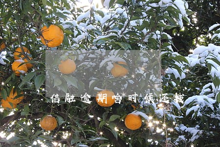 信融逾期啥时候还钱 信融逾期啥时候还钱