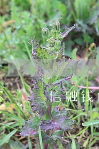 信融钱包逾期 信融钱包逾期