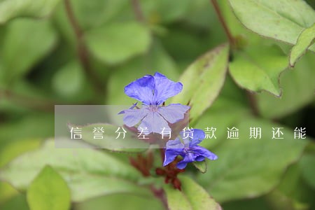 信誉分差有贷款逾期还能贷款吗 信誉分差有贷款逾期还能贷款吗