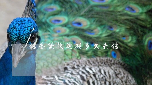 信誉贷款逾期多久失信 信誉贷款逾期多久失信