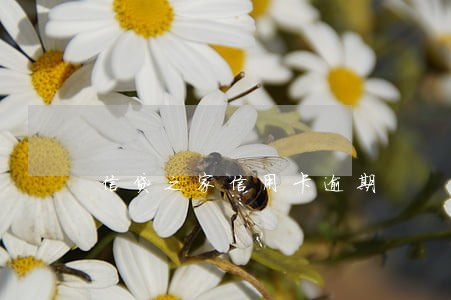 信贷之家信用卡逾期