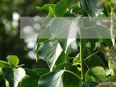 信贷有1个月逾期 信贷有1个月逾期