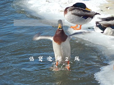 信贷逾期2级 信贷逾期2级