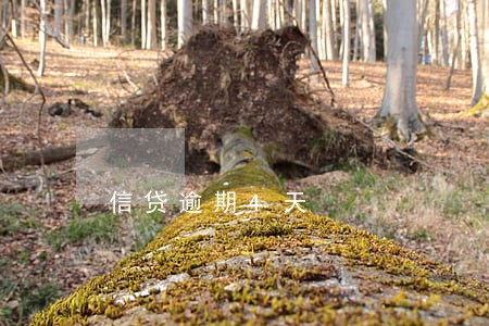 信贷逾期4天 信贷逾期4天