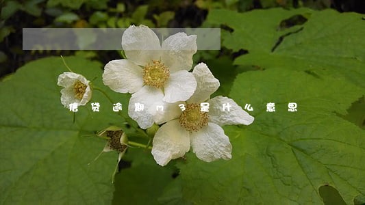 信贷逾期m3是什么意思 信贷逾期m3是什么意思
