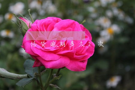 信贷逾期多久2次 信贷逾期多久2次