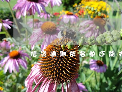 信贷逾期灰名单还能办信用卡吗 信贷逾期灰名单还能办信用卡吗
