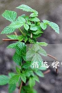 信达律师事务所是红圈所吗 信达律师事务所是红圈所吗