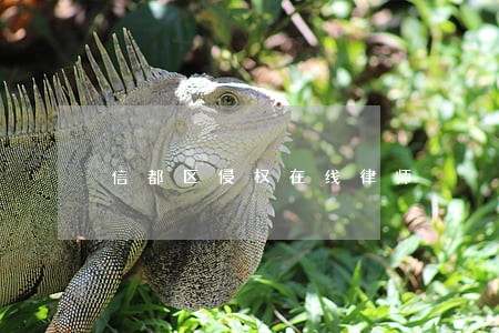 信都区侵权在线律师 信都区侵权在线律师