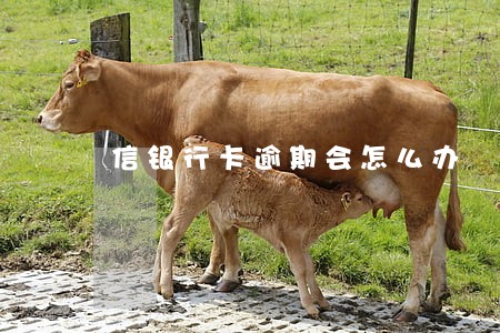 信银行卡逾期会怎么办 信银行卡逾期会怎么办