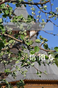 信阳专业遗嘱律师 信阳专业遗嘱律师