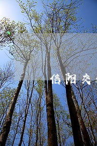 信阳交通违法查询系统 信阳交通违法查询系统