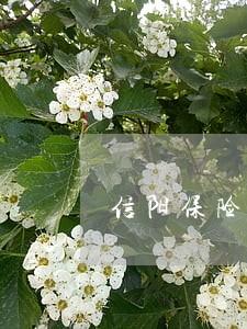 信阳保险律师提供保险法律咨询 信阳保险律师提供保险法律咨询