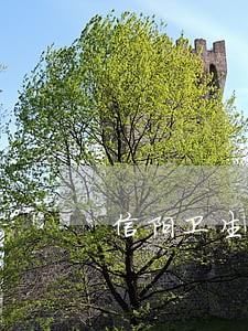 信阳卫生监督局局长违法