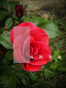 信阳司法委高俊峰 信阳司法委高俊峰