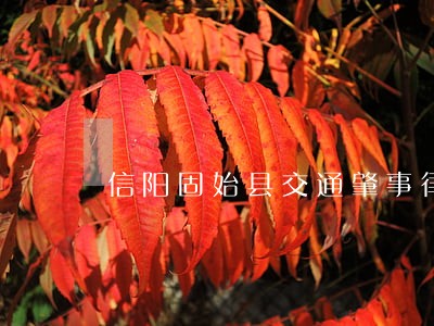 信阳固始县交通肇事律师有哪些 信阳固始县交通肇事律师有哪些