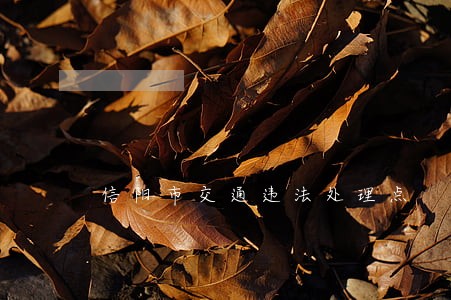 信阳市交通违法处理点