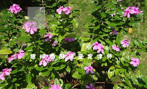 信阳市司法鉴定律师 信阳市司法鉴定律师