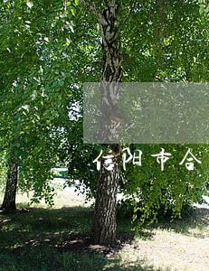 信阳市合同纠纷律师 信阳市合同纠纷律师
