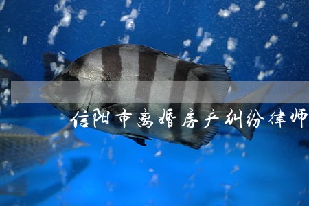信阳市离婚房产纠纷律师价格