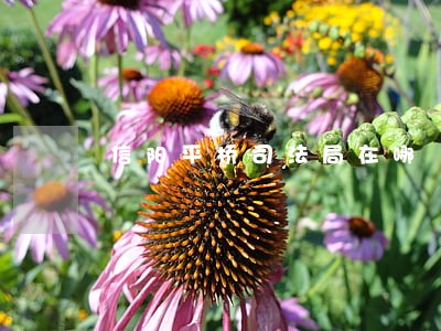 信阳平桥司法局在哪