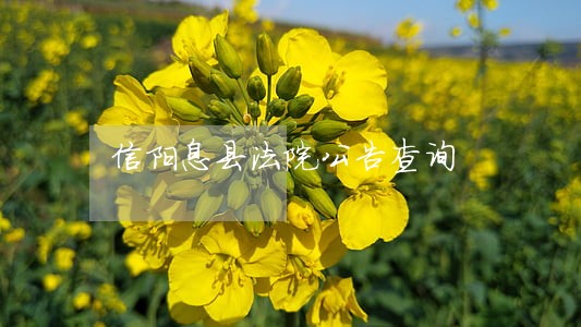 信阳息县法院公告查询 信阳息县法院公告查询