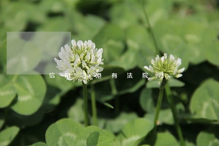 信阳明港有法院吗 信阳明港有法院吗
