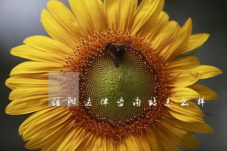 信阳法律咨询站怎么样 信阳法律咨询站怎么样