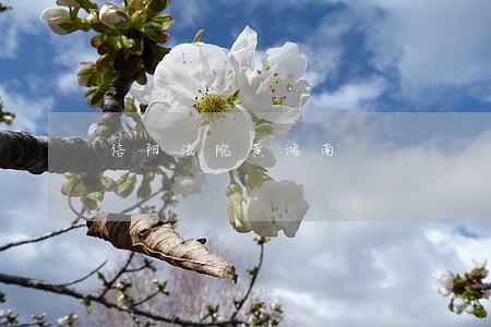 信阳法院黄鸿南