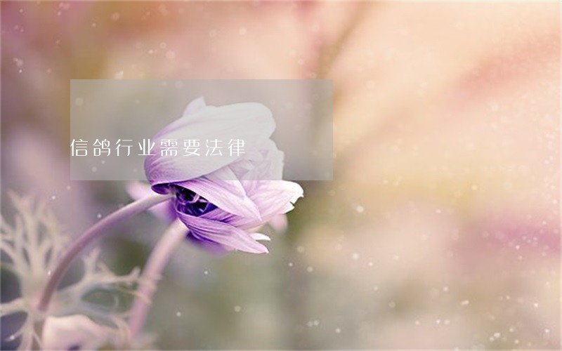 信鸽行业需要法律 信鸽行业需要法律