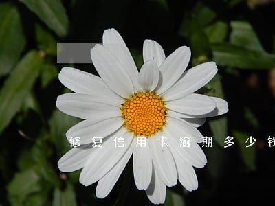 修复信用卡逾期多少钱 修复信用卡逾期多少钱