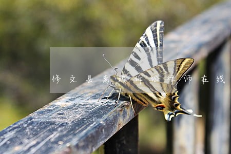 修文县离婚诉讼律师在线咨询