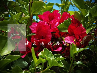 修文法院拍卖 修文法院拍卖