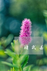 修武县律师哪个更有名 修武县律师哪个更有名