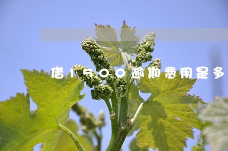 借1500逾期费用是多少钱 借1500逾期费用是多少钱
