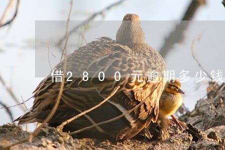 借2800元逾期多少钱合法 借2800元逾期多少钱合法