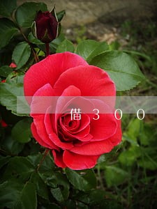 借3000逾期两年还多少 借3000逾期两年还多少