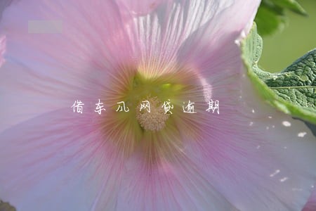 借东风网贷逾期 借东风网贷逾期
