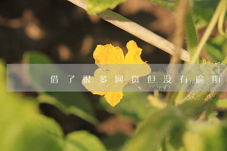 借了很多网贷但没有逾期 借了很多网贷但没有逾期