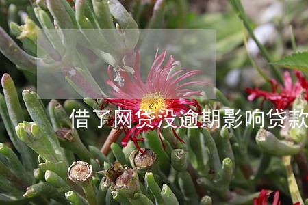 借了网贷没逾期影响贷款吗 借了网贷没逾期影响贷款吗