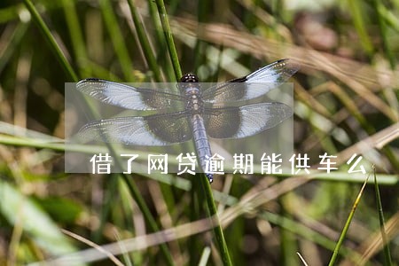 借了网贷逾期能供车么 借了网贷逾期能供车么
