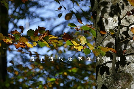 借了钱只还本金不给利息 借了钱只还本金不给利息
