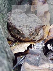 借你慧眼看清假律师 借你慧眼看清假律师