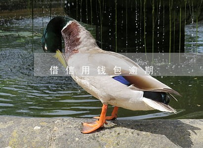 借信用钱包逾期 借信用钱包逾期