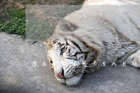 借出去的信用卡造成逾期 借出去的信用卡造成逾期