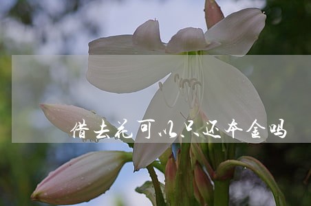 借去花可以只还本金吗 借去花可以只还本金吗