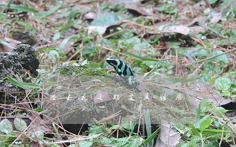 借去花逾期芝麻信用 借去花逾期芝麻信用